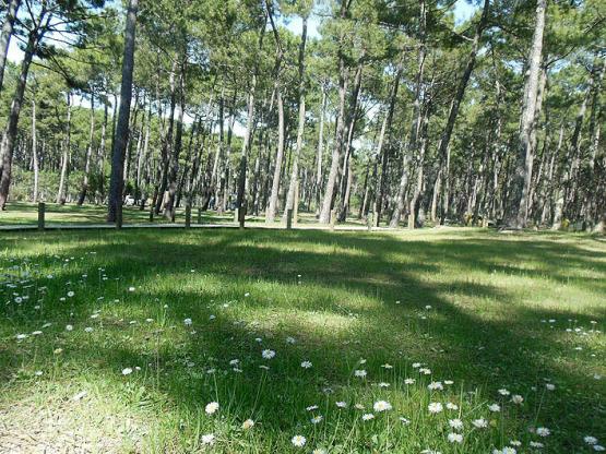 Camping pitch for Tents