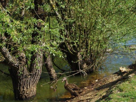 Mobile-home Grand Confort 3 bedrooms