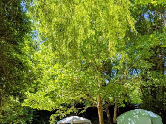 Comfort Package (1 tent, caravan or motorhome / 1 car / electricity 6A)