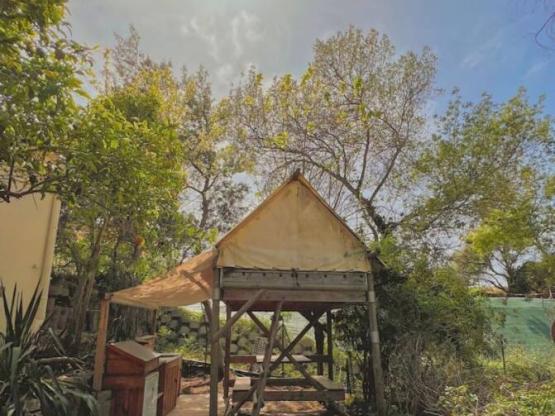 Tent on stilts - 5 m² - without toilet blocks